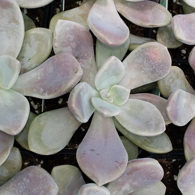 Graptopetalum 'Murasaki' - Graptopetalum Murasaki from Hillcrest Nursery