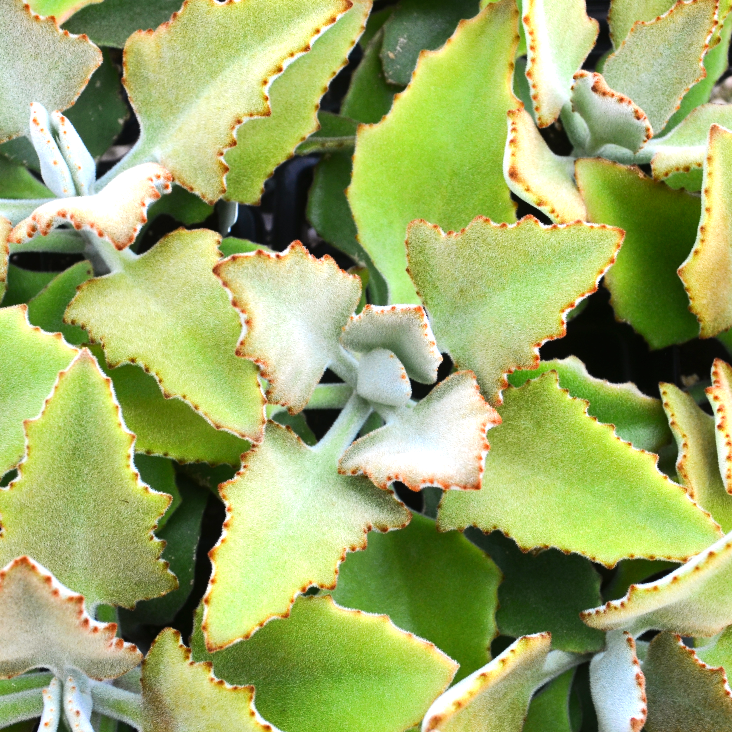 Kalanchoe beharensis 'Variegated' - Kalanchoe from Hillcrest Nursery