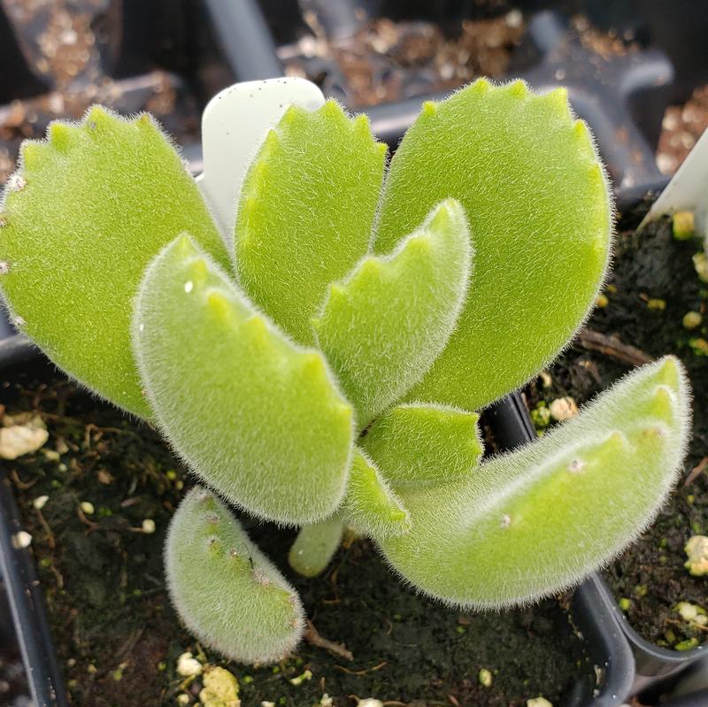 Cotyledon 'Bear's Paw' - Cotyledon Bears Paw from Hillcrest Nursery