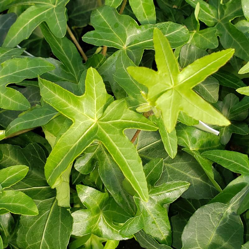 Hedera helix 'Asterisk' - Ivy Asterisk from Hillcrest Nursery