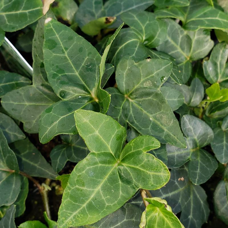 Hedera helix 'Shamrock' - Ivy Shamrock from Hillcrest Nursery