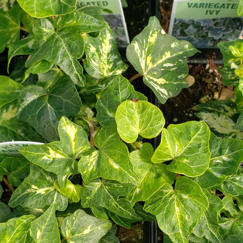 Hedera helix 'Golden Ingot' - Ivy Golden Ingot from Hillcrest Nursery