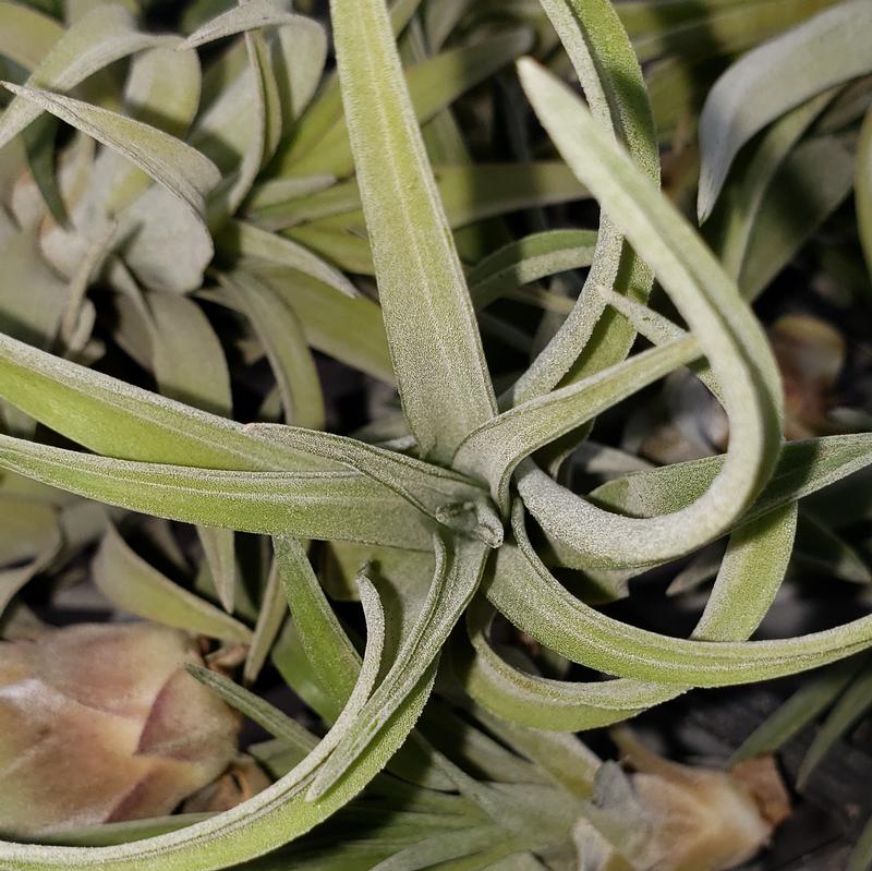 Tillandsia brachycaulos 'Abdita' - Tillandsia Abdita from Hillcrest Nursery