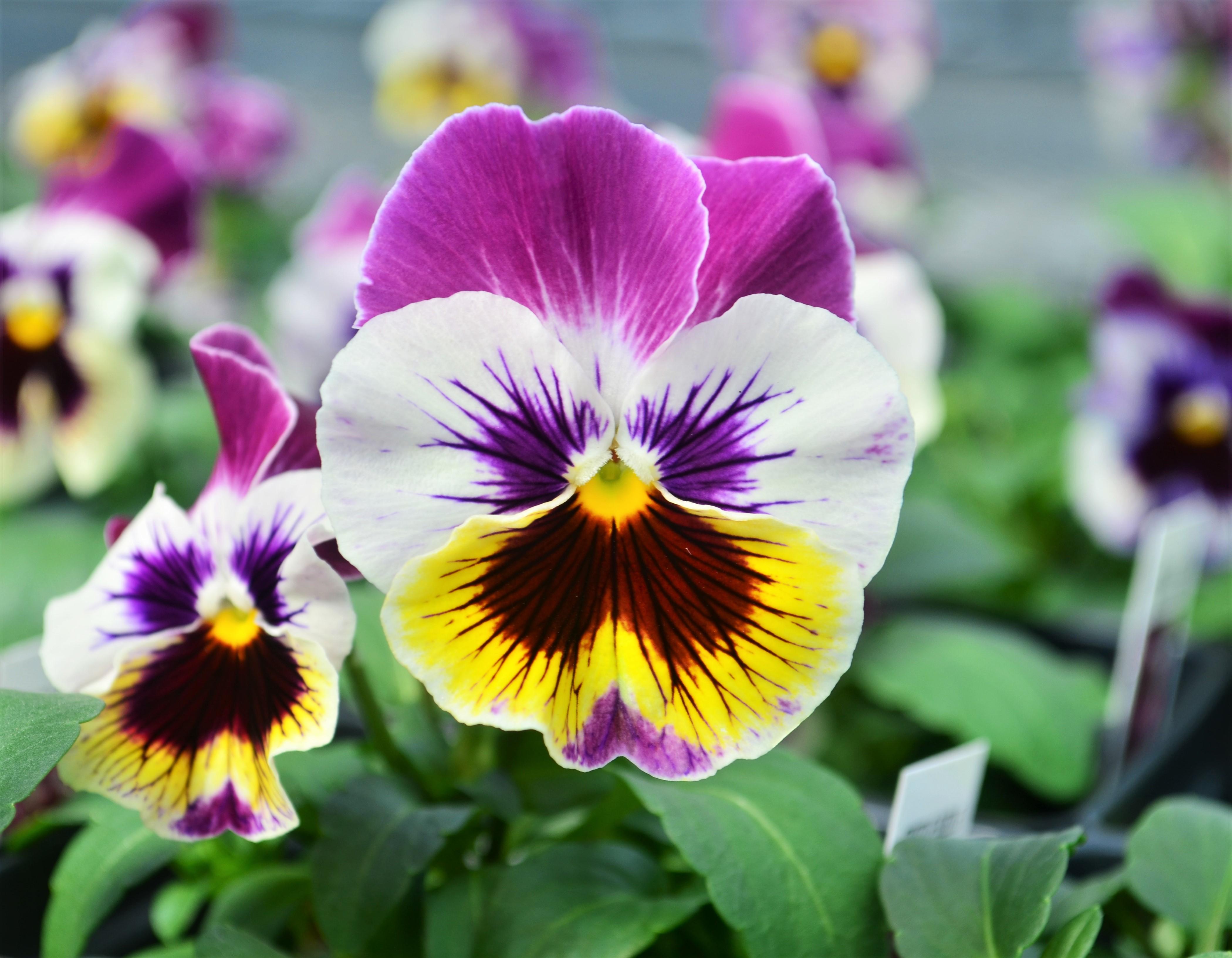 Pansy Viola wittrockiana Raspberry from Hillcrest Nursery 