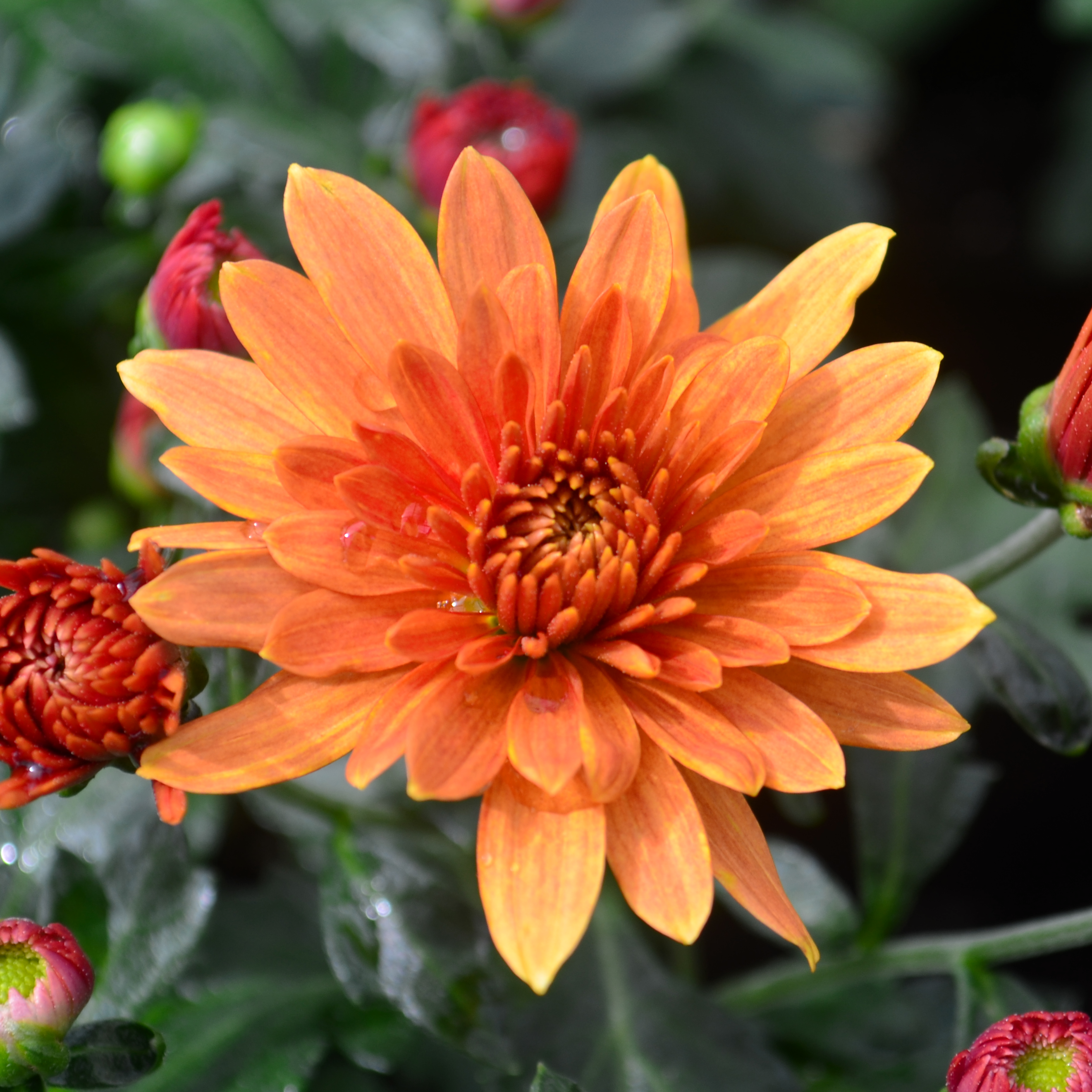 Chrysanthemum Fonti 'Orange' - Mum from Hillcrest Nursery