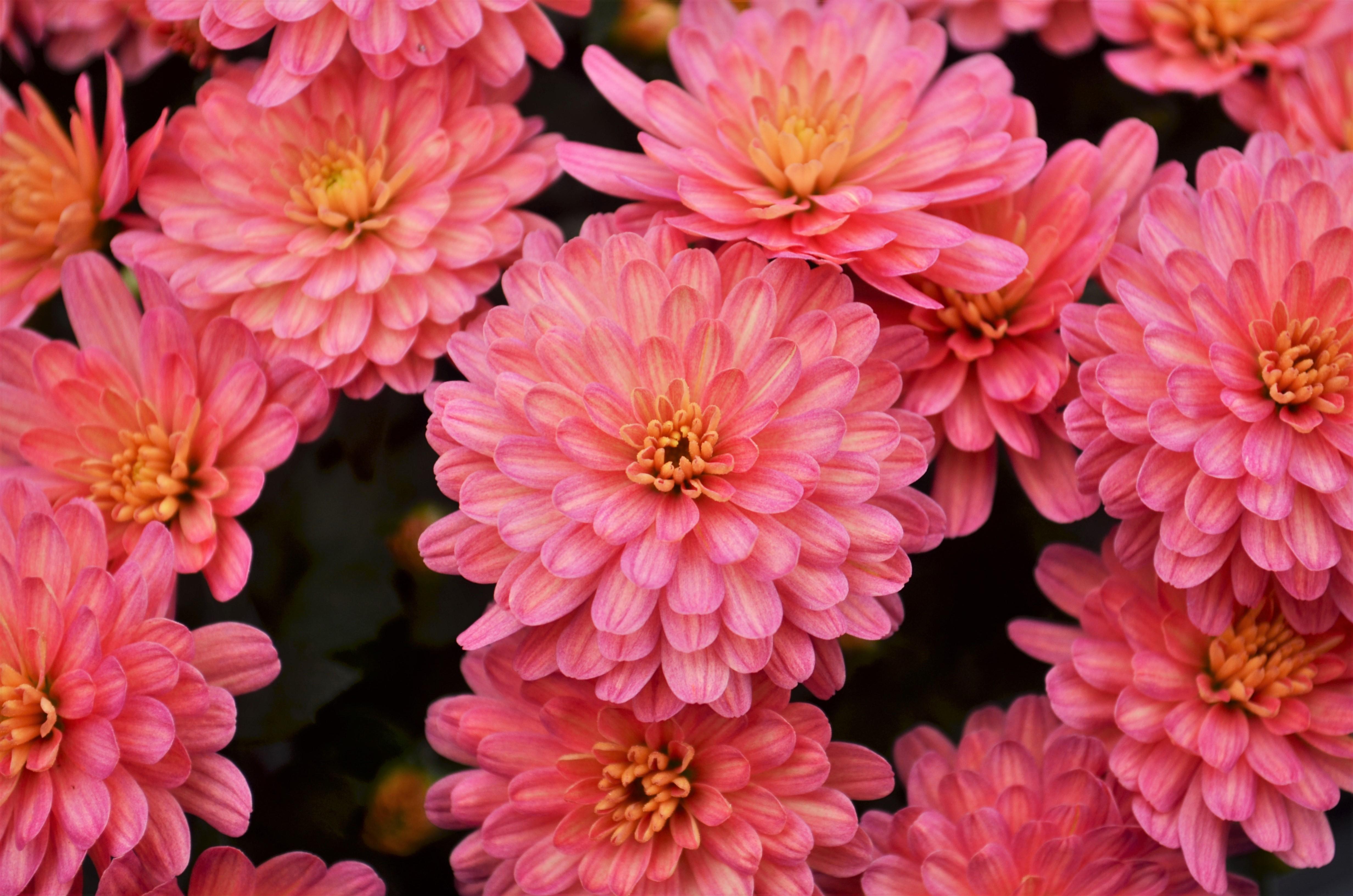 Mum Chrysanthemum Peach from Hillcrest Nursery