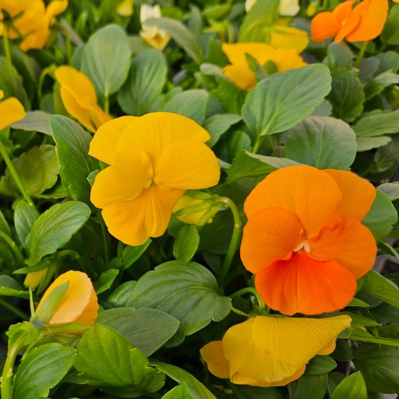 Viola cornuta ColorMax 'Citrus Mix' - Viola from Hillcrest Nursery