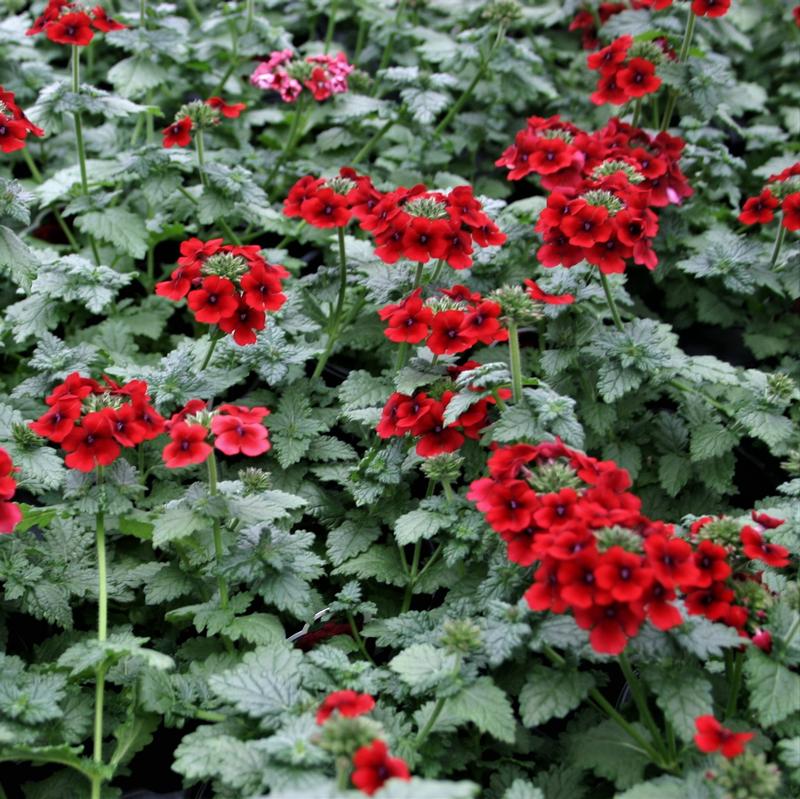 Vervain Verbena Vampire From Hillcrest Nursery