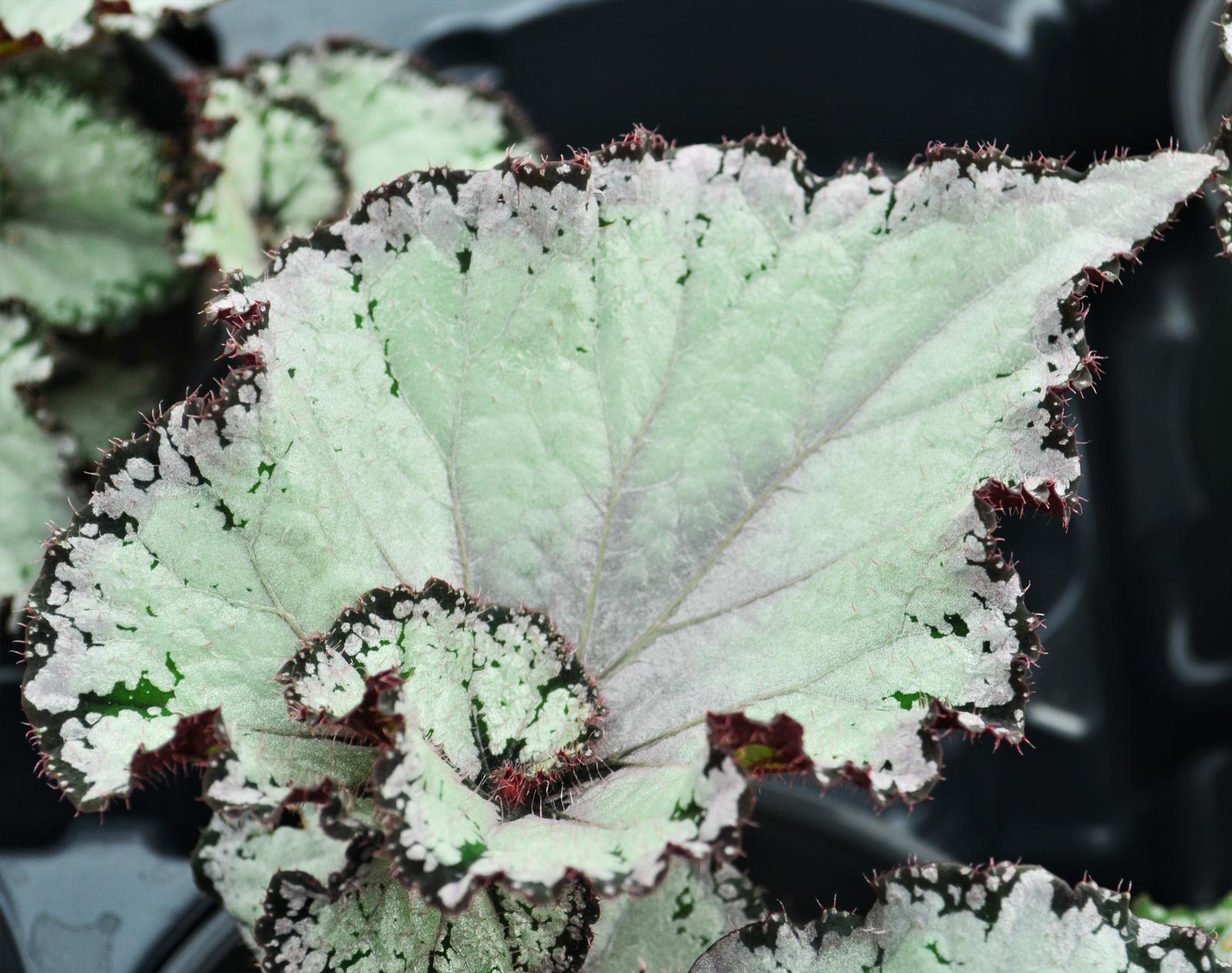 Begonia Rex Begonia rex Arctic Twist from Hillcrest Nursery