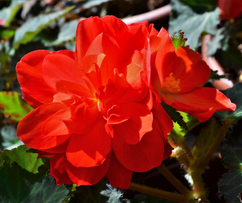 Begonia Begonia Miss Miami from Hillcrest Nursery