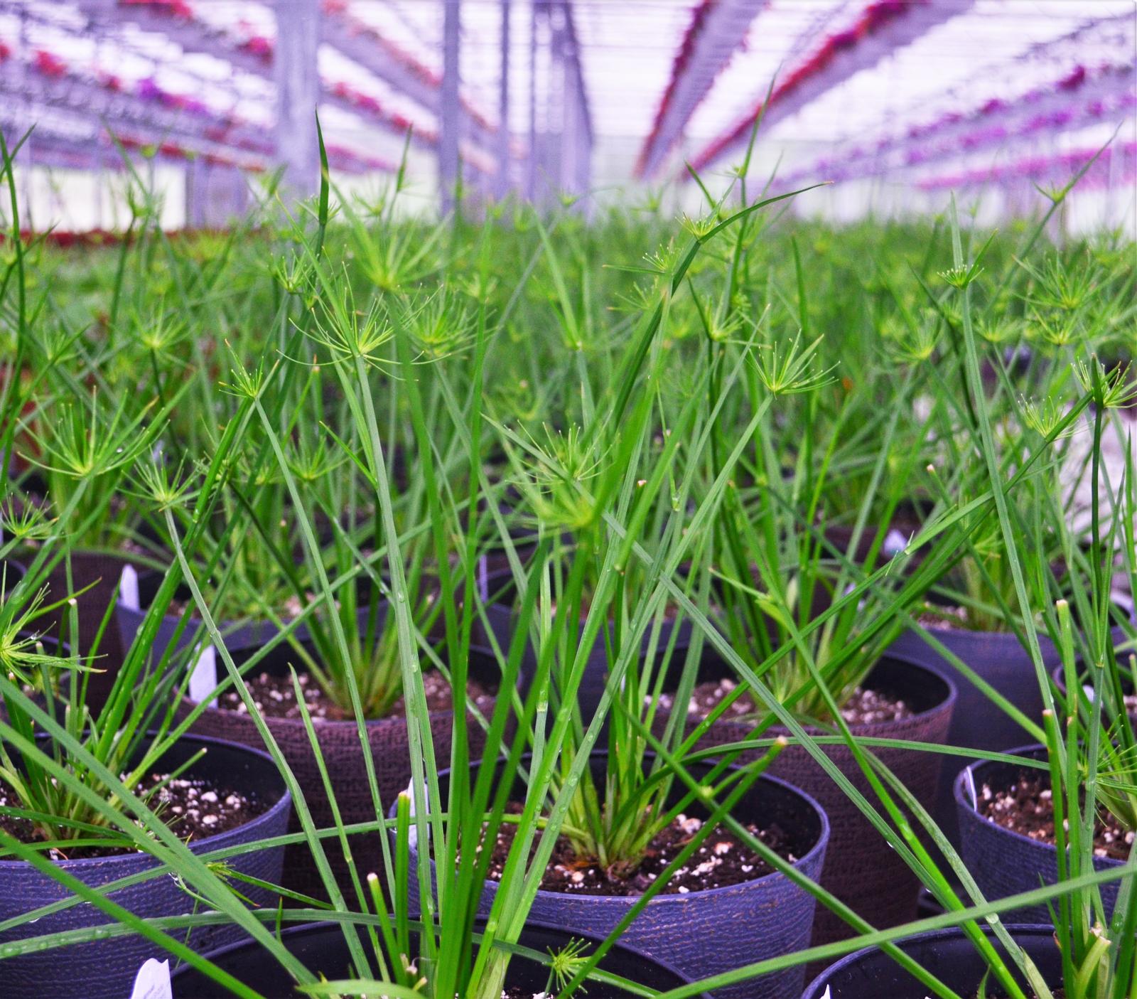 Cyperus prolifer 'Cleopatra' - Dwarf Papyrus from Hillcrest Nursery