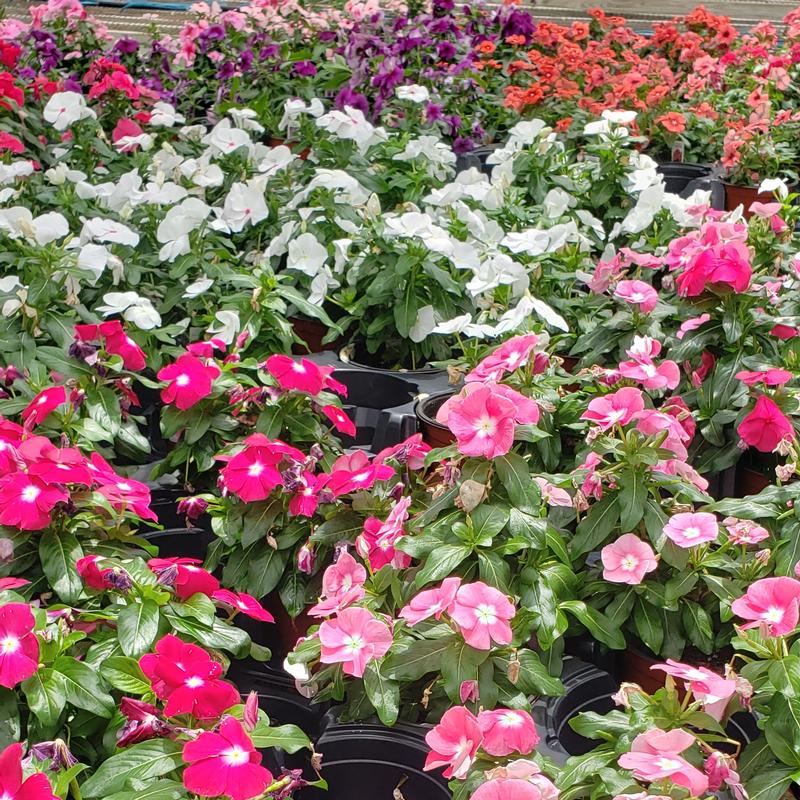 Catharanthus roseus 'Assorted' - Vinca from Hillcrest Nursery