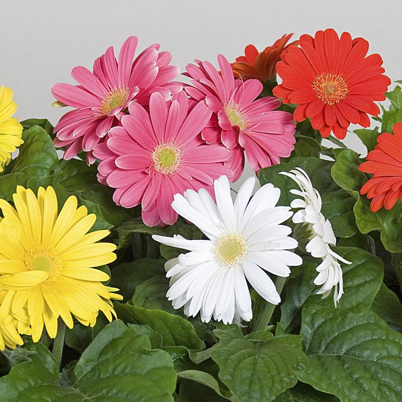 Gerbera jamesonii Jaguar 'Formula Mix' - Gerbera Jaguar Formula Mix from Hillcrest Nursery