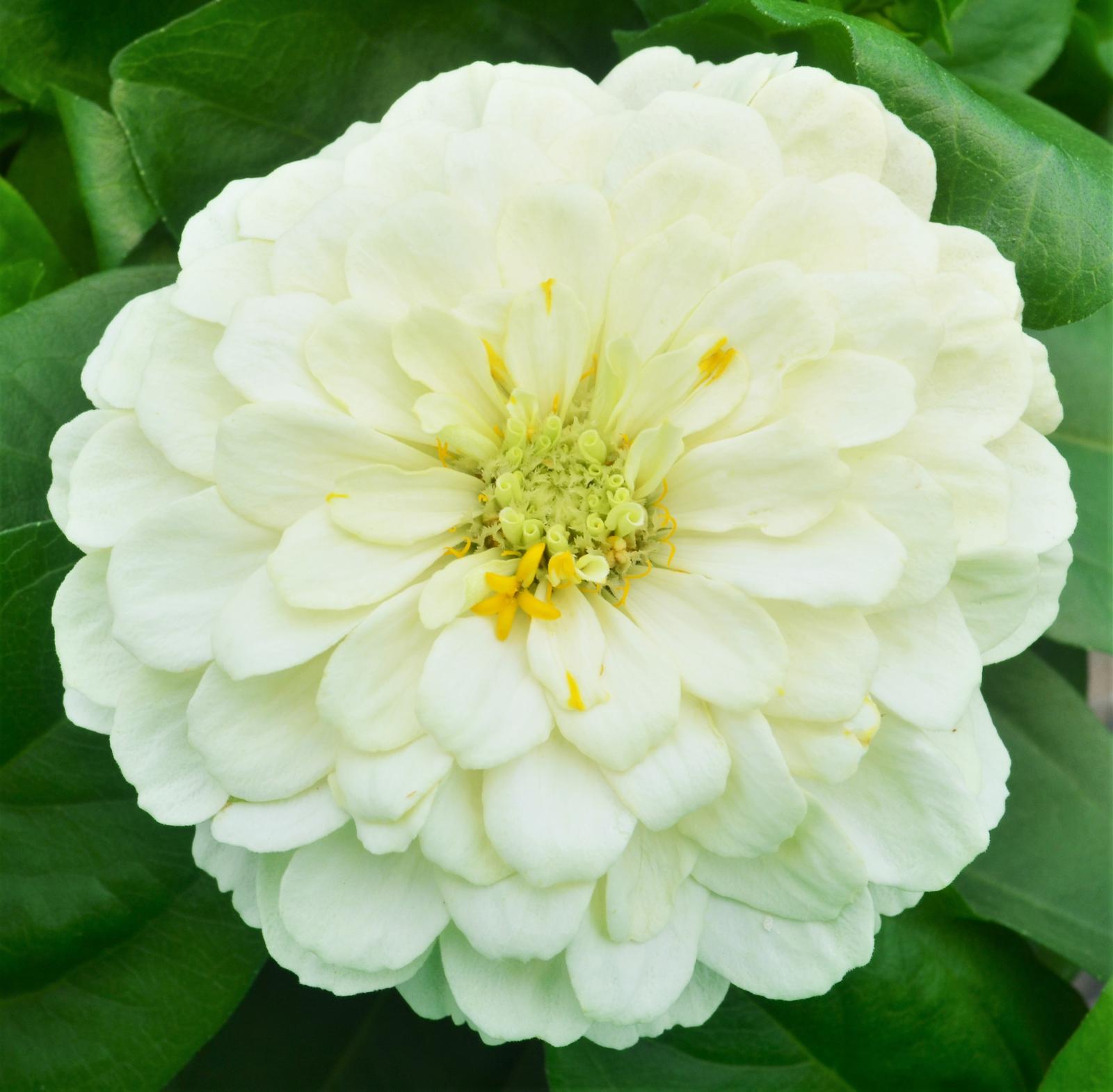 Zinnia Zesty 'White' - Zinnia from Hillcrest Nursery