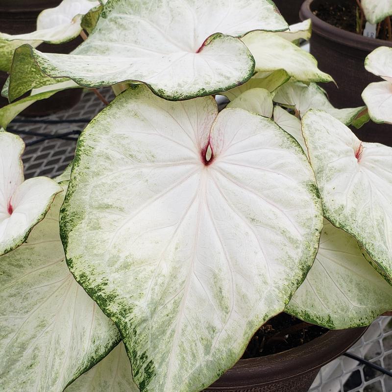 Caladium 'White Delight' - Caladium from Hillcrest Nursery