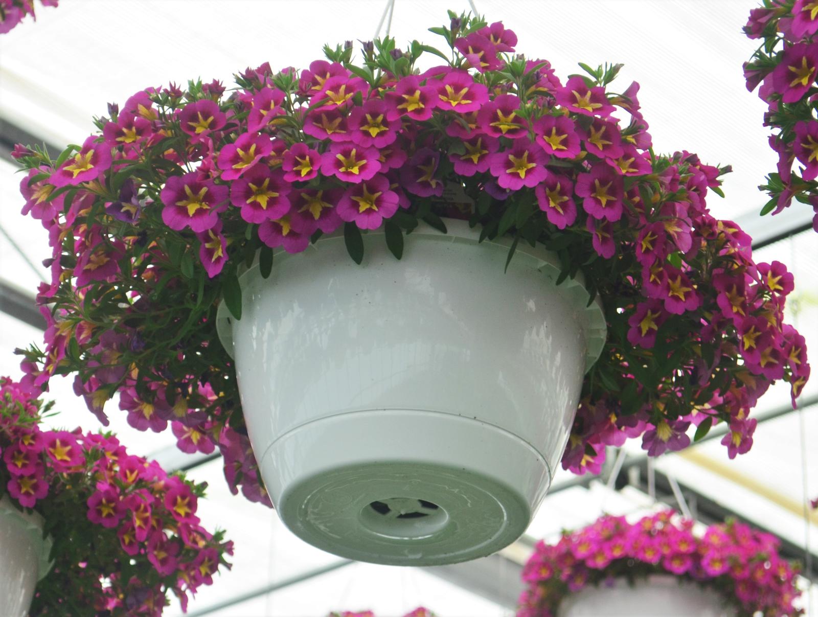 Calibrachoa Can-Can 'Bumble Bee Hot Pink' - Million Bells from Hillcrest Nursery