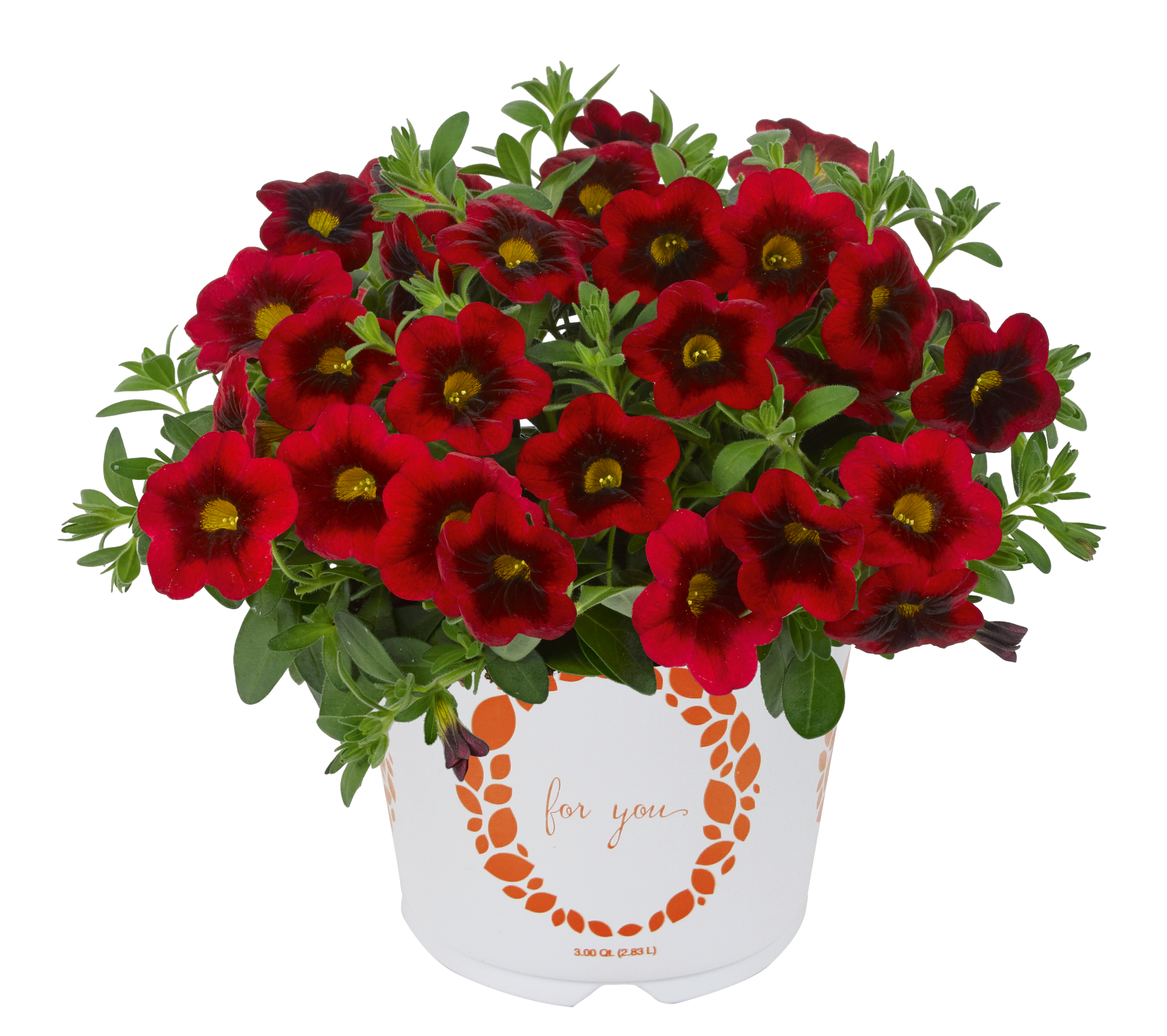 Calibrachoa Hula 'Red' - Million Bells courtesy of Ball Horticultural Company