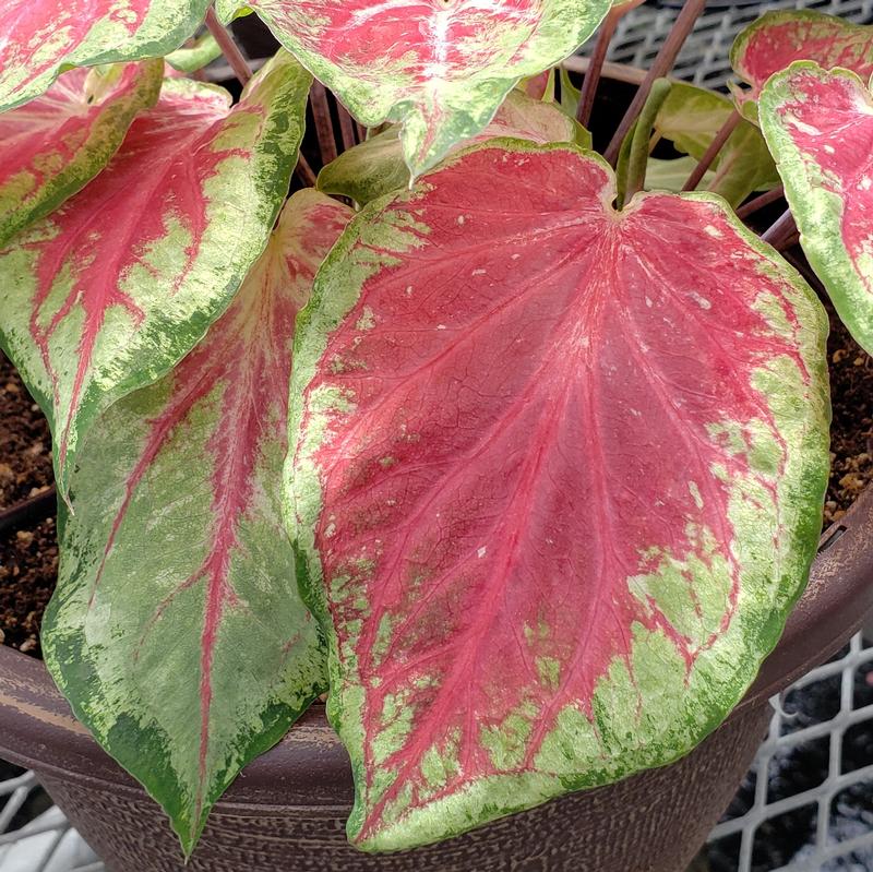 Caladium Caladium Starburst from Hillcrest Nursery