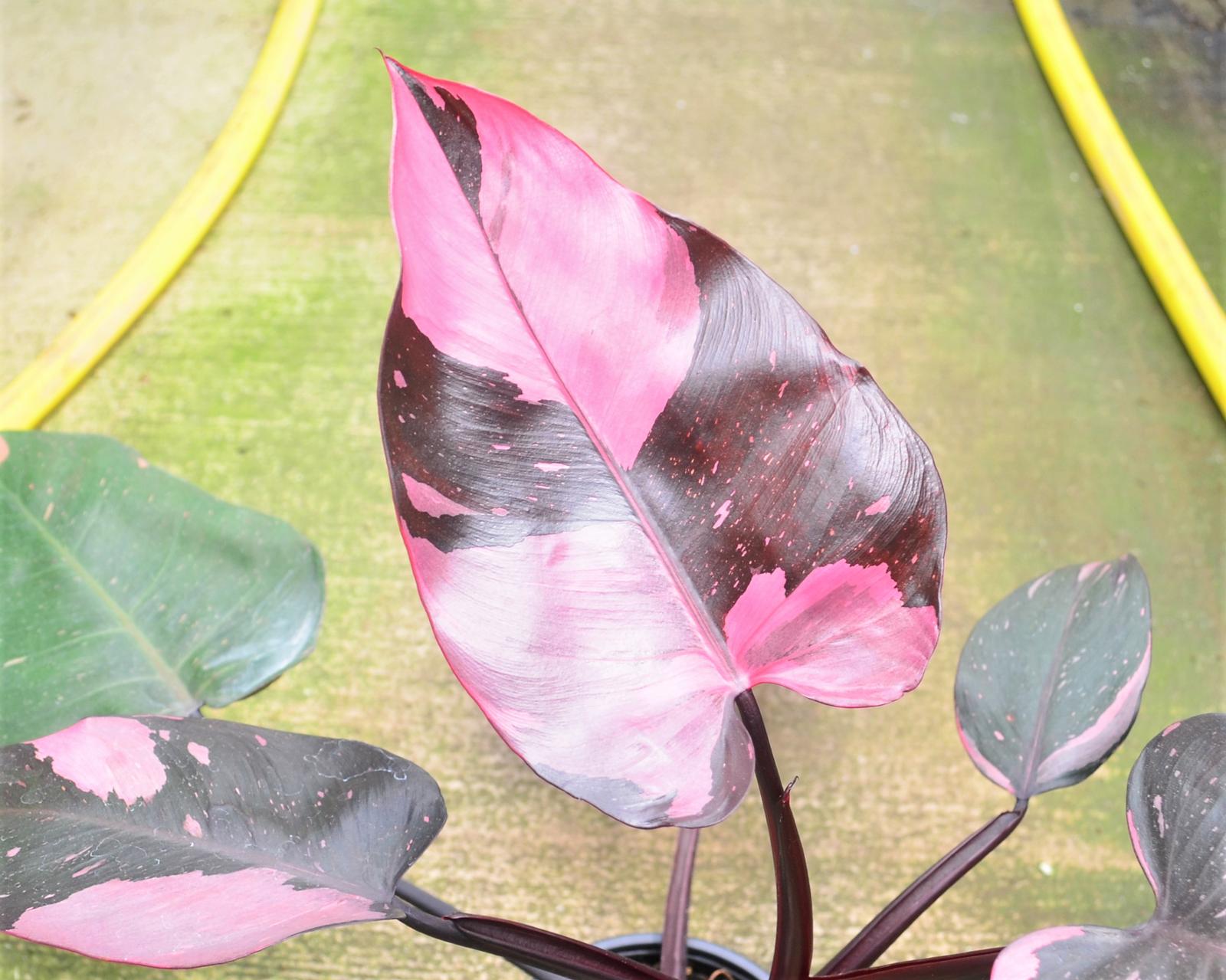 Philodendron 'Pink Princess' - Philodendron from Hillcrest Nursery