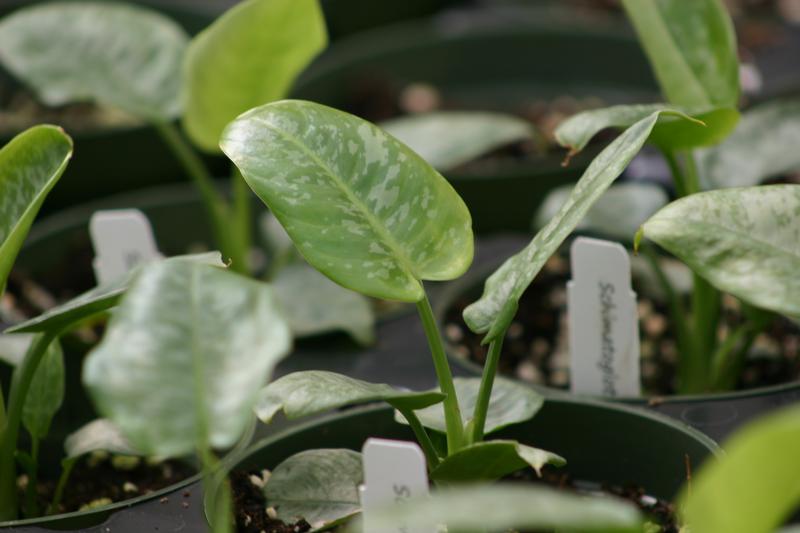 Schismatoglottis wallichii - Schismatoglottis wallichii from Hillcrest Nursery