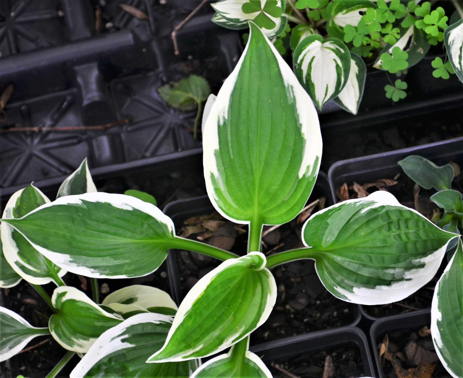 Hosta 'Francee' - Plaintain Lily from Hillcrest Nursery