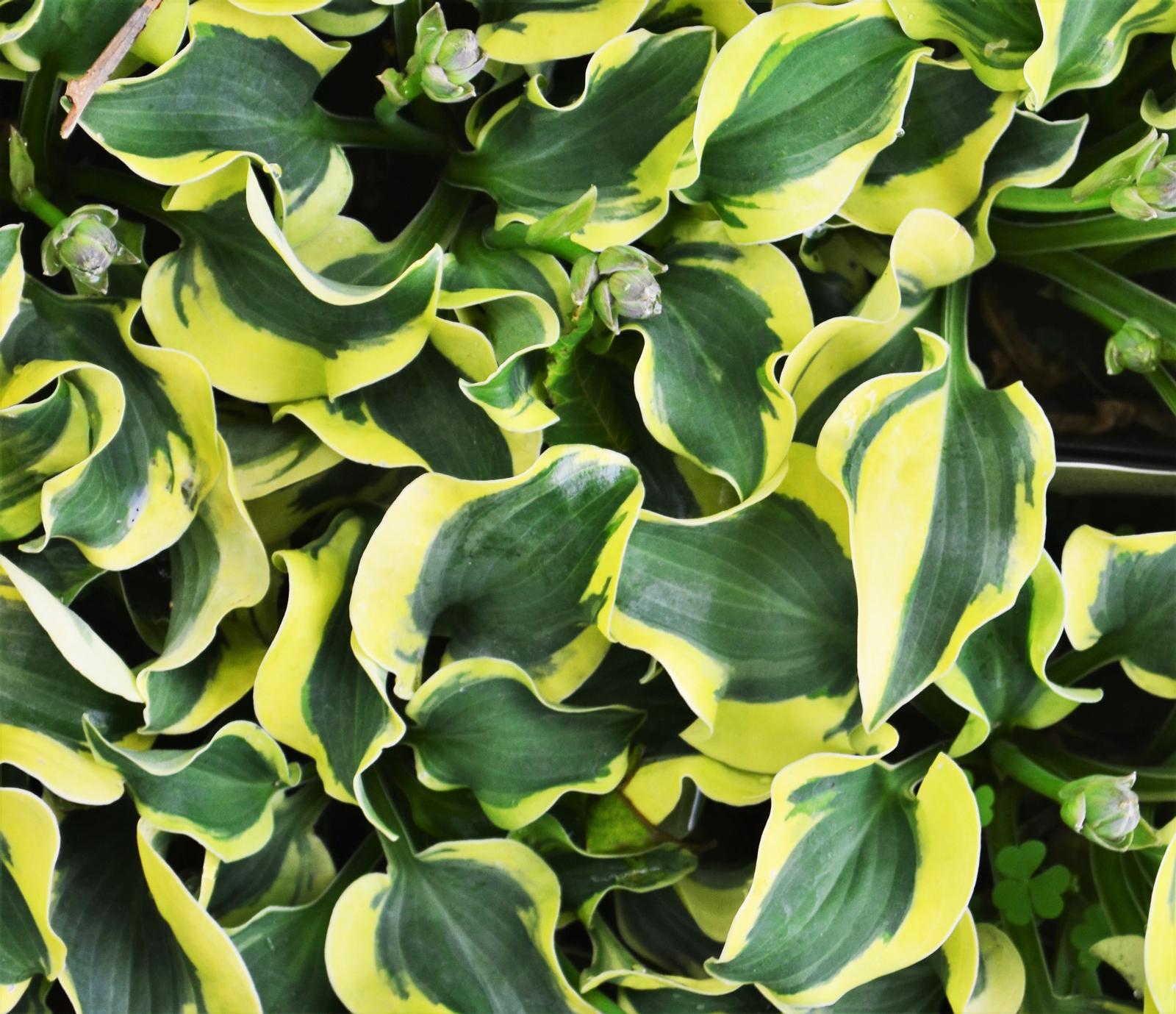 Hosta 'Fortuni Aureamarginata' - Plaintain Lily from Hillcrest Nursery