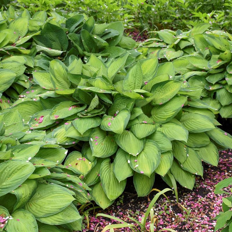 Hosta 'Gold Standard' - Plantain Lily from Hillcrest Nursery