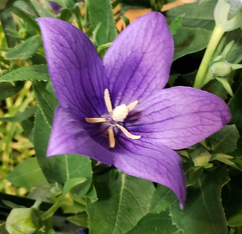 Platycodon grandiflorus Popstar 'Blue' - Balloon Flower from Hillcrest Nursery