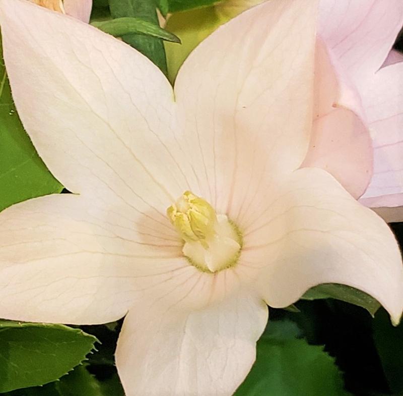 Platycodon grandiflorus Popstar 'Pink' - Balloon Flower from Hillcrest Nursery