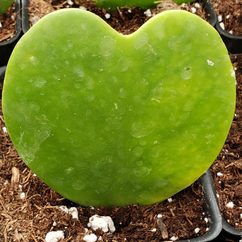 valentines day hoya heart succulents