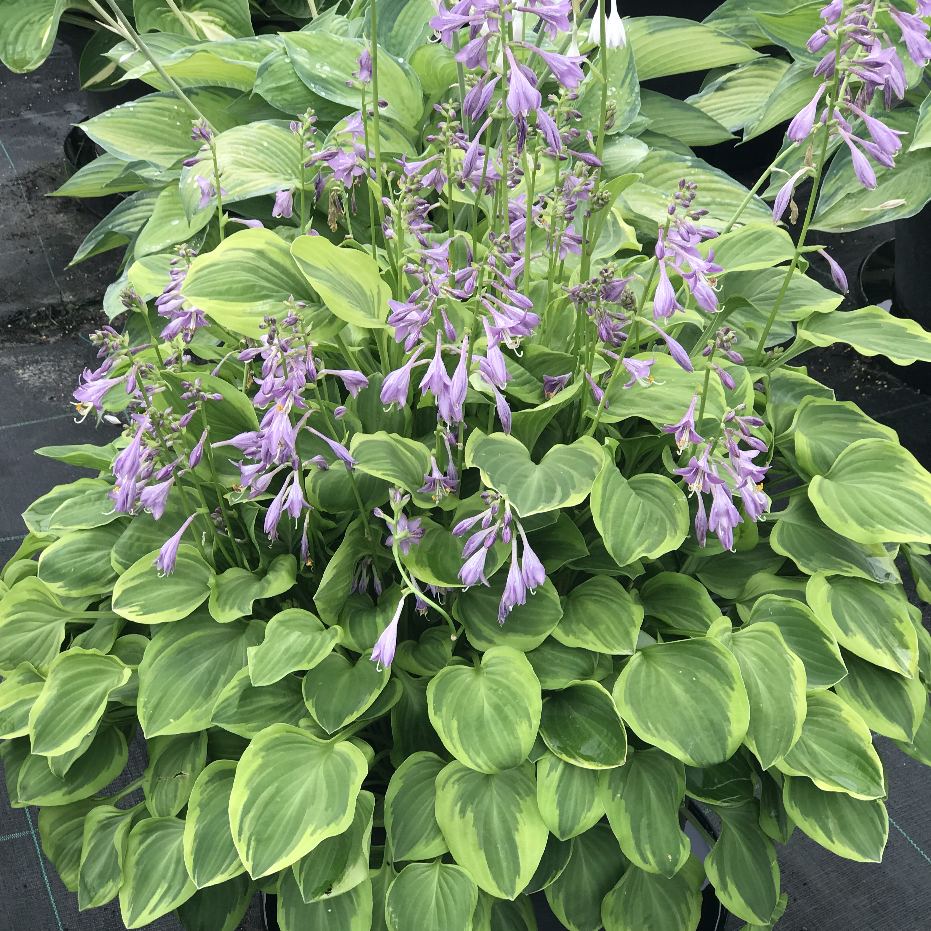 Hosta 'Golden Tiara' - Plantain Lily Hosta 'Fortuni Aureamarginata