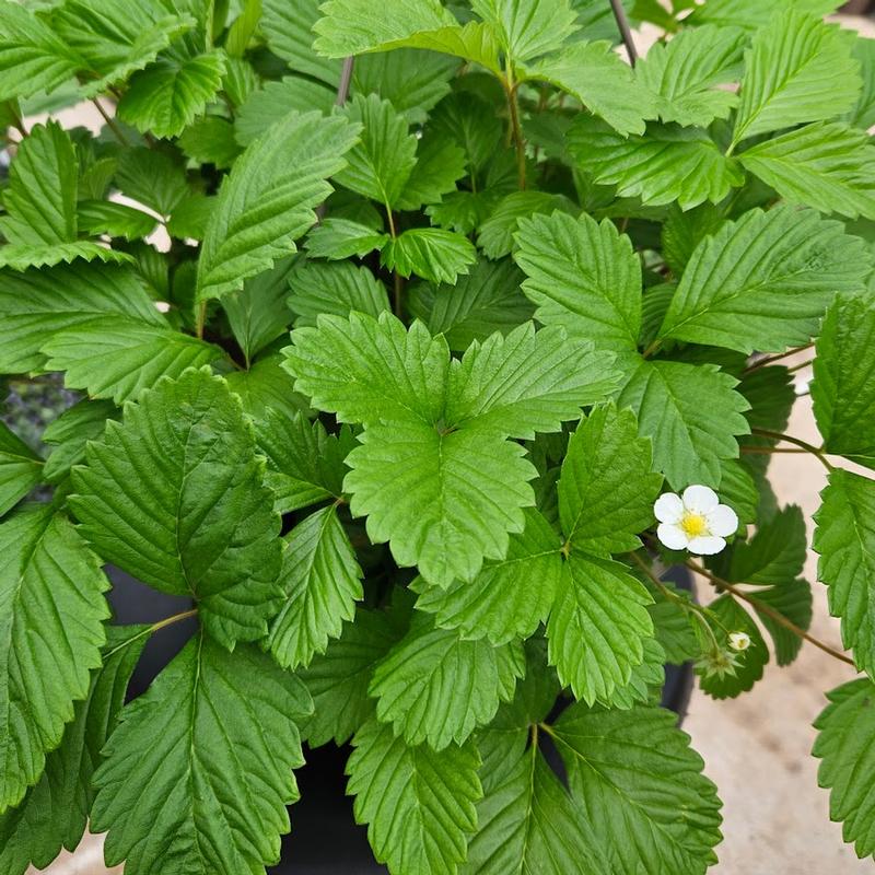 Alpine Strawberry Fragaria vesca Mignonette from Hillcrest Nursery