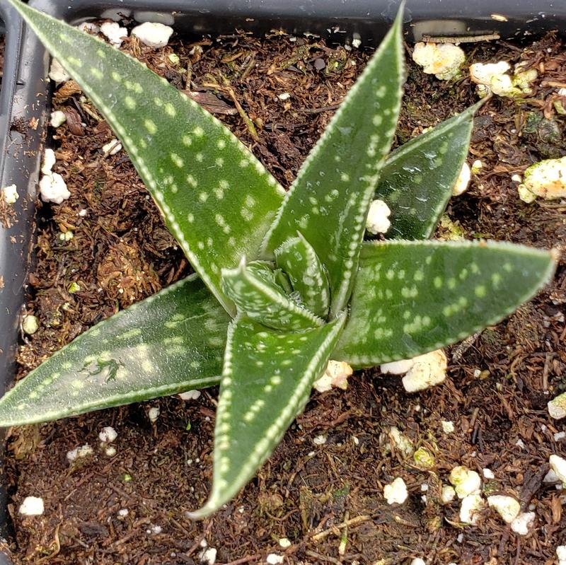 Gasteria Batesiana 'Kyaka' - Gasteria Kyaka from Hillcrest Nursery