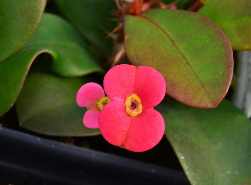 Euphorbia milii 'Karola' - Crown of Thorns from Hillcrest Nursery