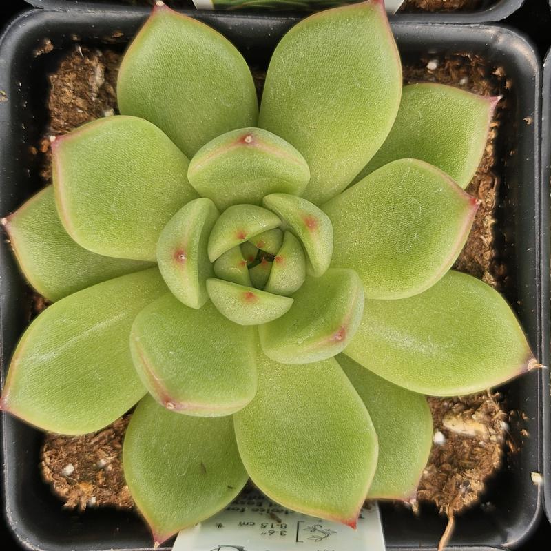 Echeveria 'Red Cone' - Echeveria from Hillcrest Nursery