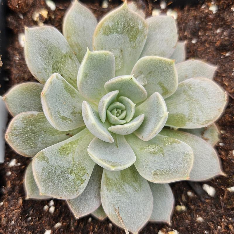 Echeveria 'Maroon Hill' - Echeveria from Hillcrest Nursery