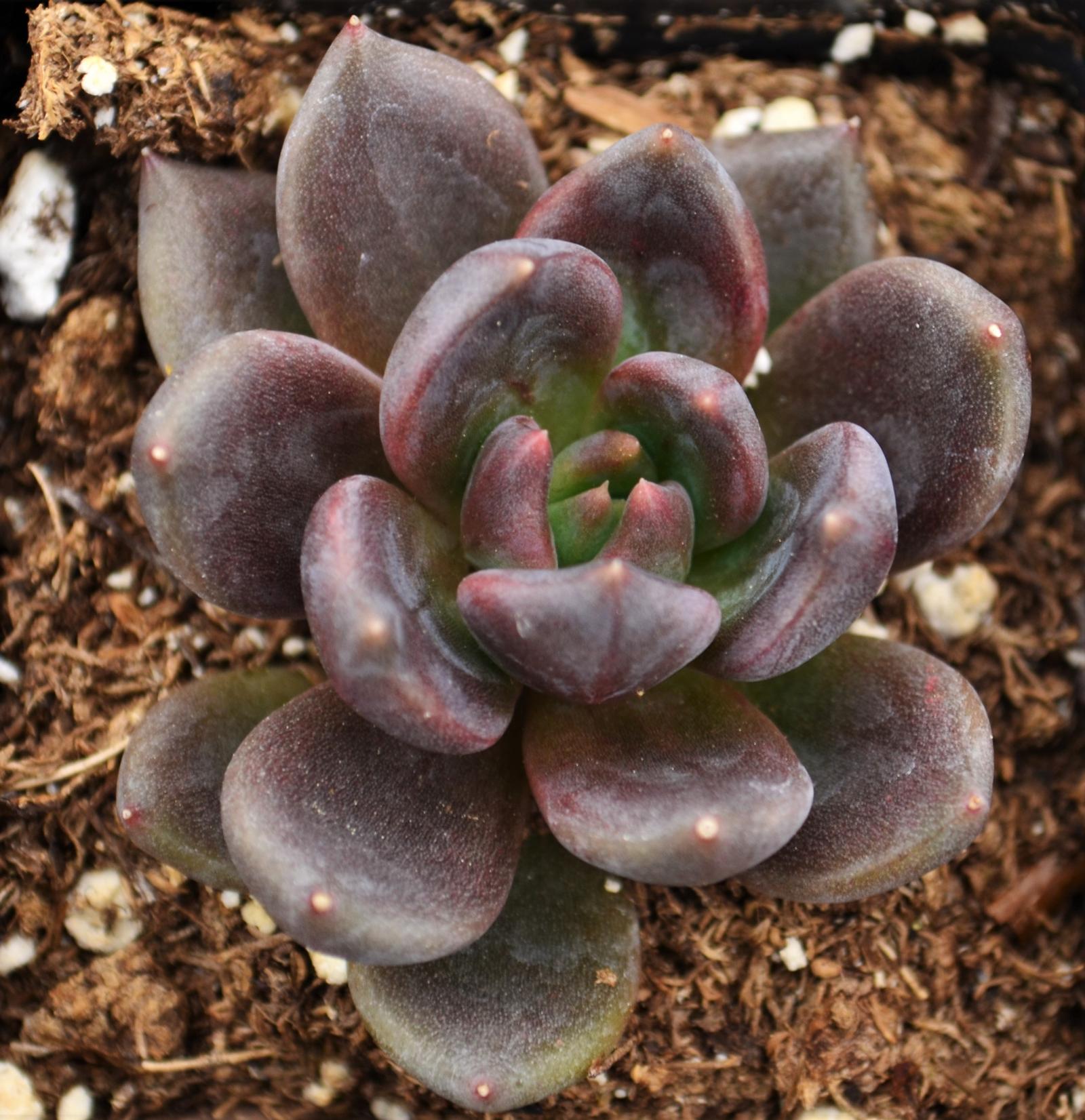 Echeveria Echeveria Black Mamba from Hillcrest Nursery