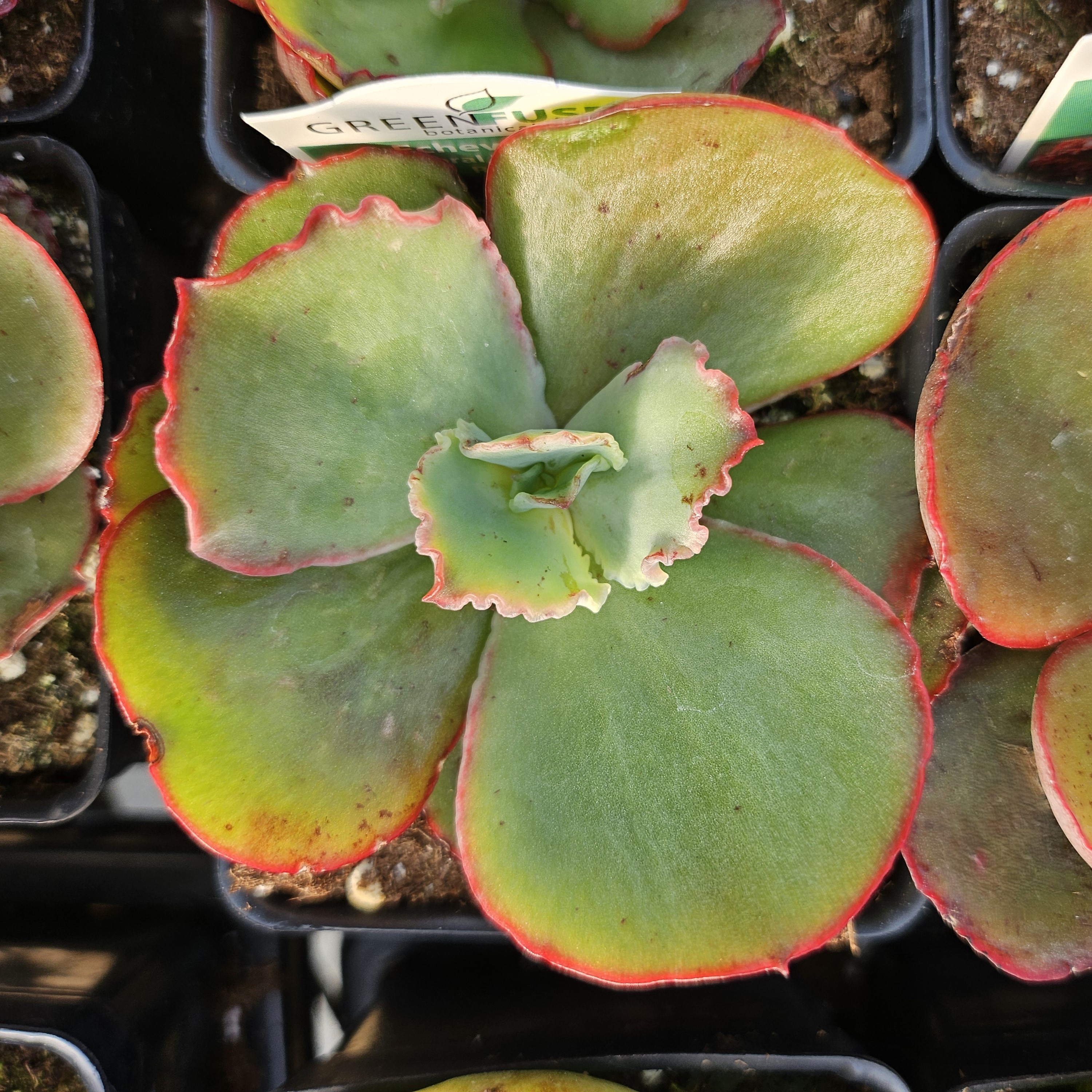 Echeveria Coral Reef 'Red' - Echeveria from Hillcrest Nursery