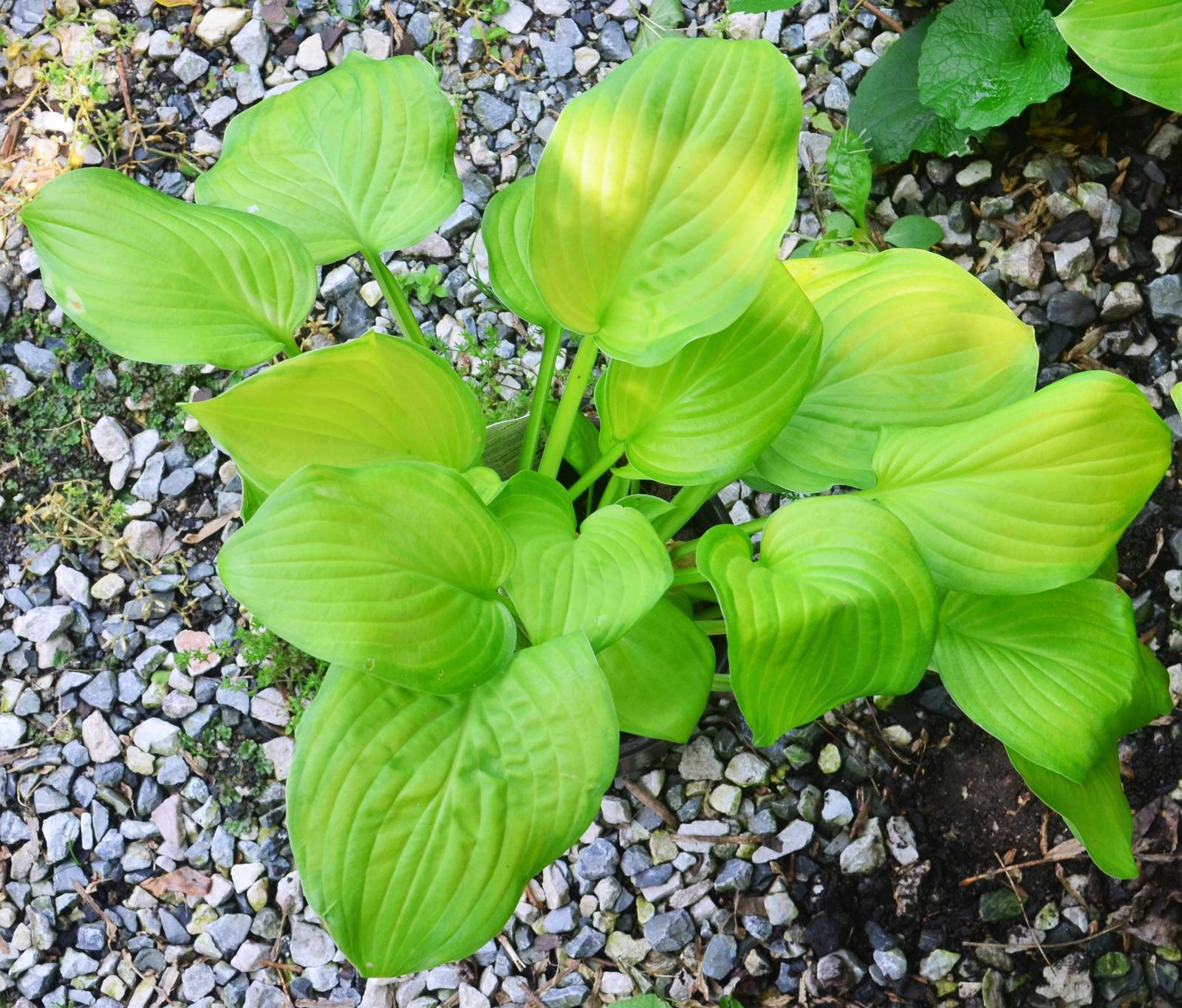 Hosta 'Guacamole' - Plantain Lily from Hillcrest Nursery