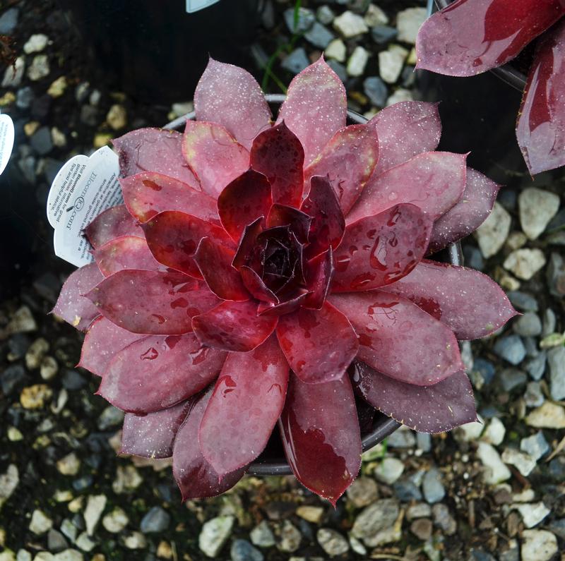 Sempervivum 'Super Semp Onyx' - Hens and Chicks from Hillcrest Nursery