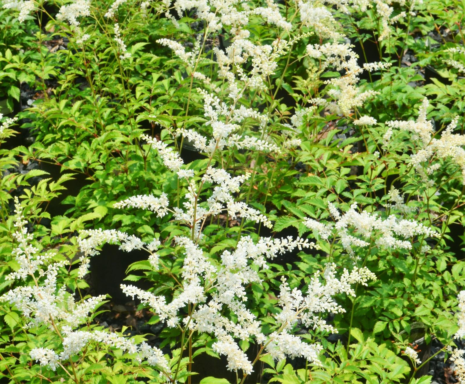 Astilbe 'Bridal Veil (Brautshleier)' - False Spirea from Hillcrest Nursery