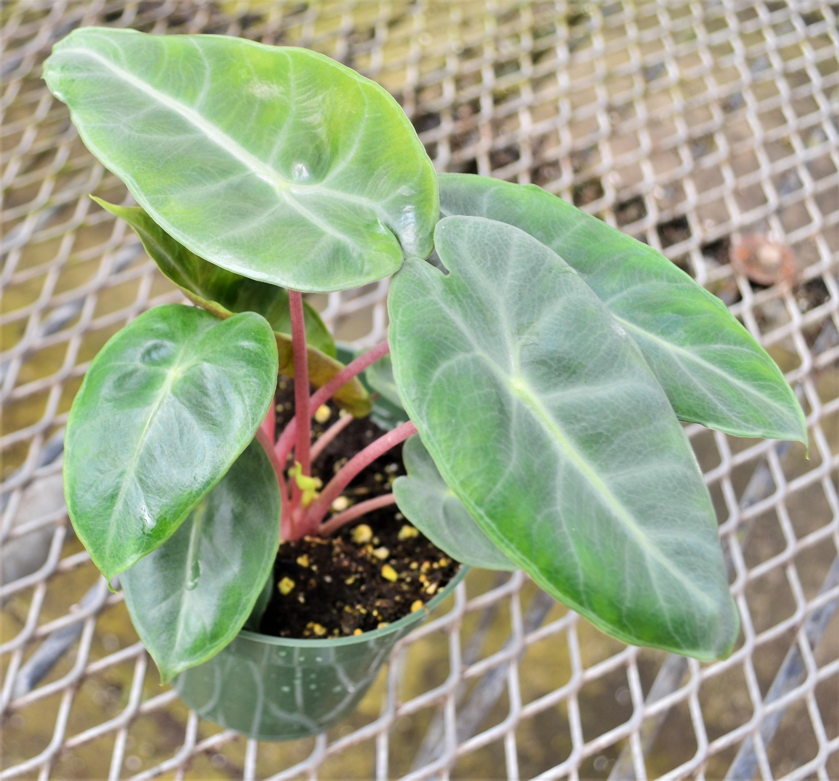 Elephant Ear Alocasia calidora Pink Dragon from Hillcrest Nursery 