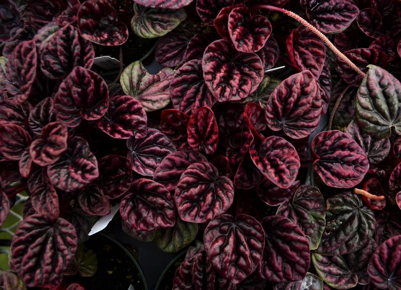 Peperomia 'Raisinet' - Peperomia from Hillcrest Nursery