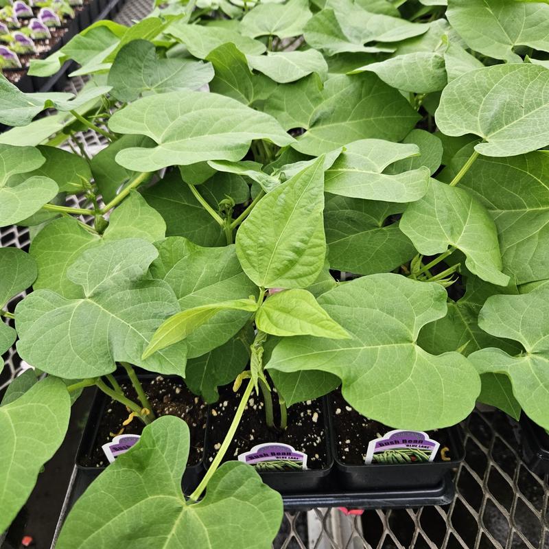 Phaseolus vulgaris 'Blue Lake' - Bush Bean from Hillcrest Nursery