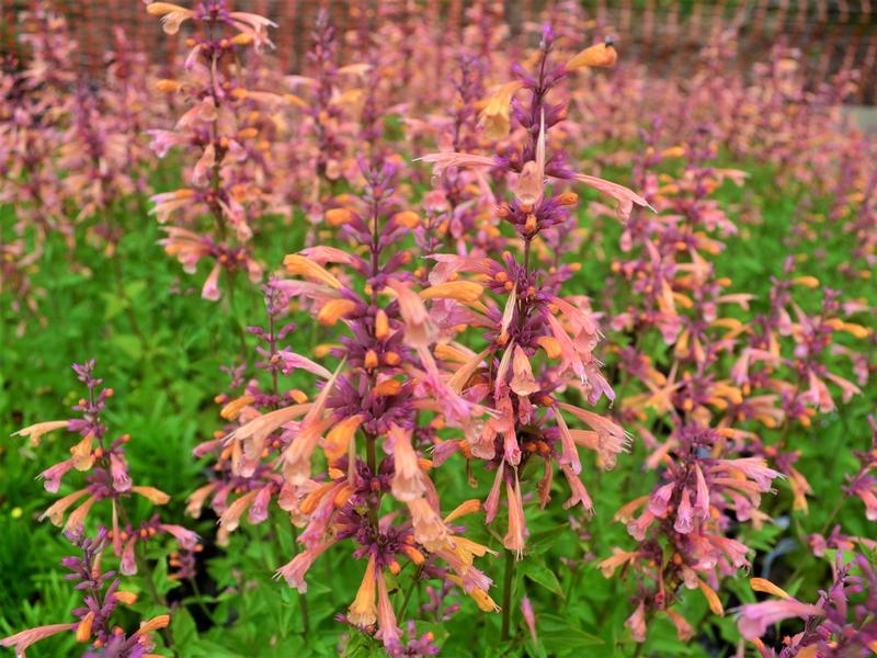 Hummingbird Mint Agastache hybrida Peachie Keen from Hillcrest Nursery