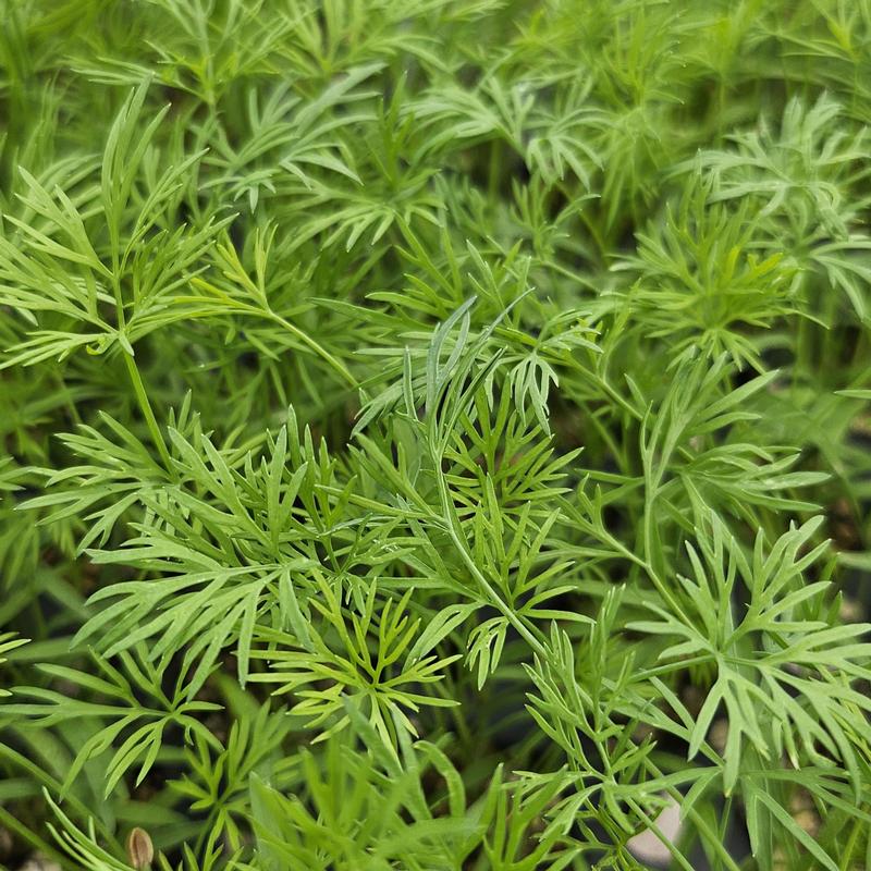 Anethum graveolens - Dill - Cellpack from Hillcrest Nursery