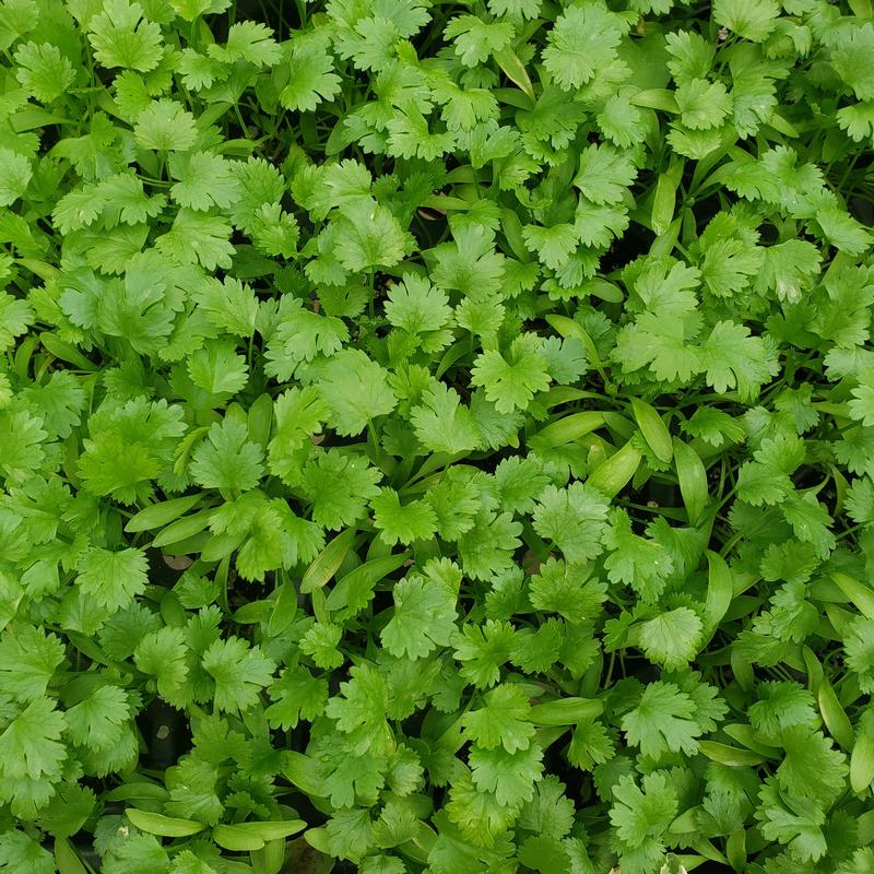 Coriandrum sativum 'Cilantro' - Cilantro - Cellpack from Hillcrest Nursery