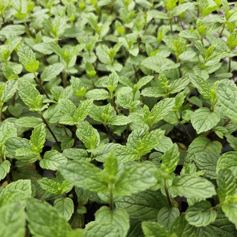 Mentha 'Julep' - Mint - Cellpack from Hillcrest Nursery