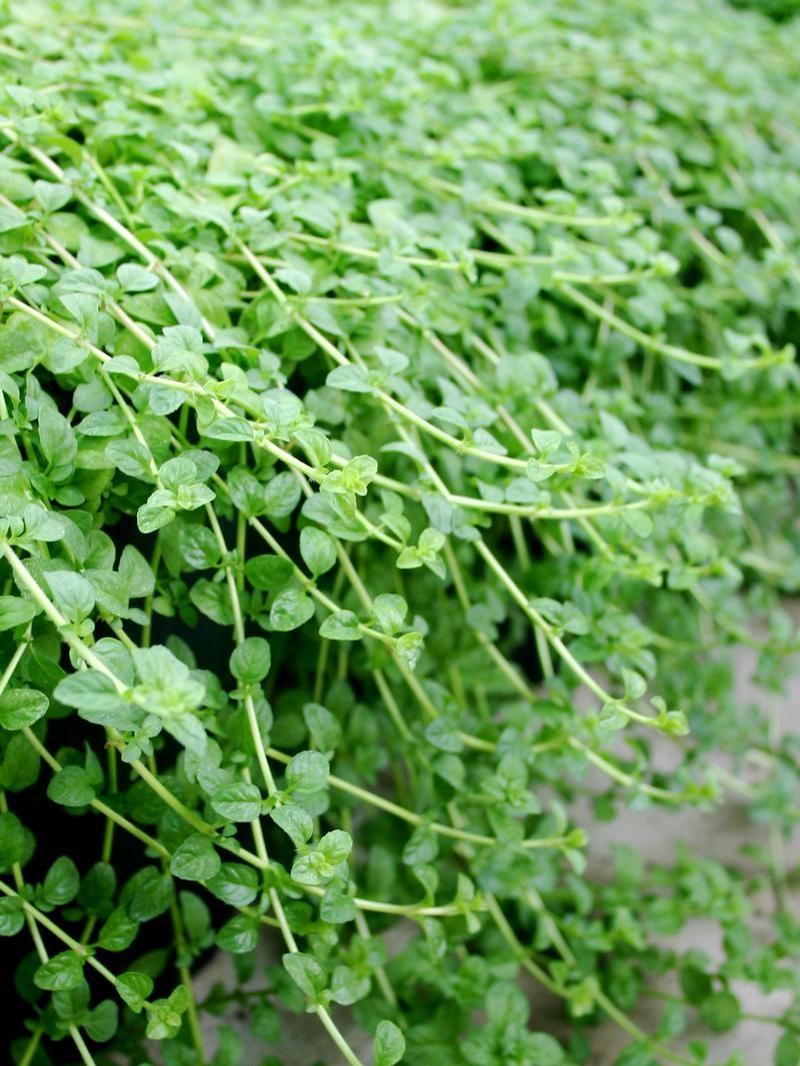 Mentha pulegium 'Pennyroyal' - Mint - Cellpack from Hillcrest Nursery