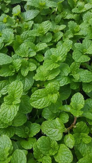 Mentha spicata 'Spearmint Kentucky Colonel' - Mint - Cellpack from Hillcrest Nursery